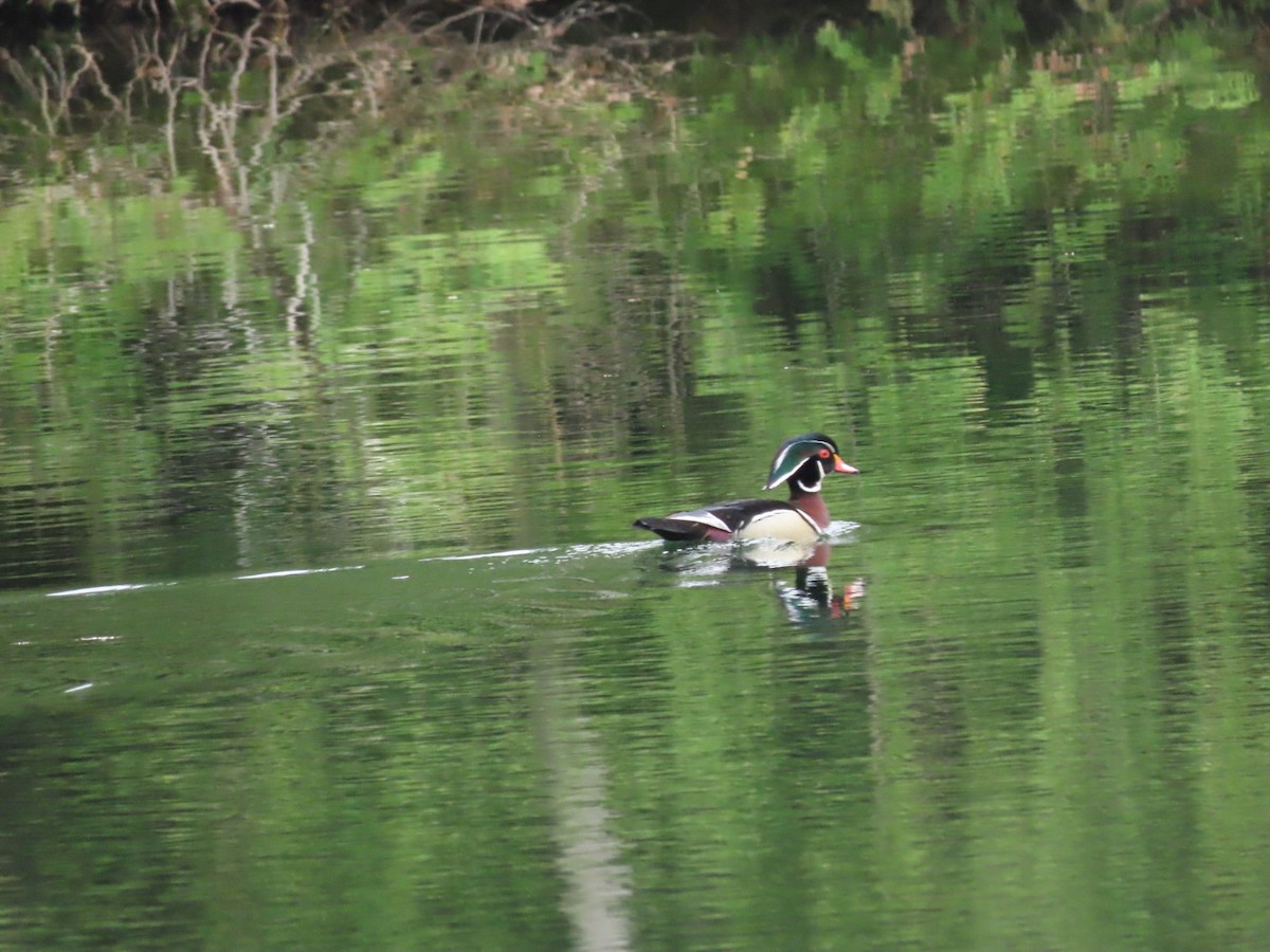 Wood Duck - Tania Mohacsi