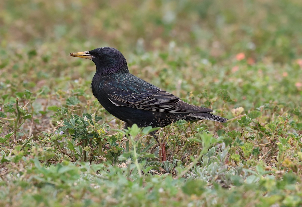 European Starling - ML618388634