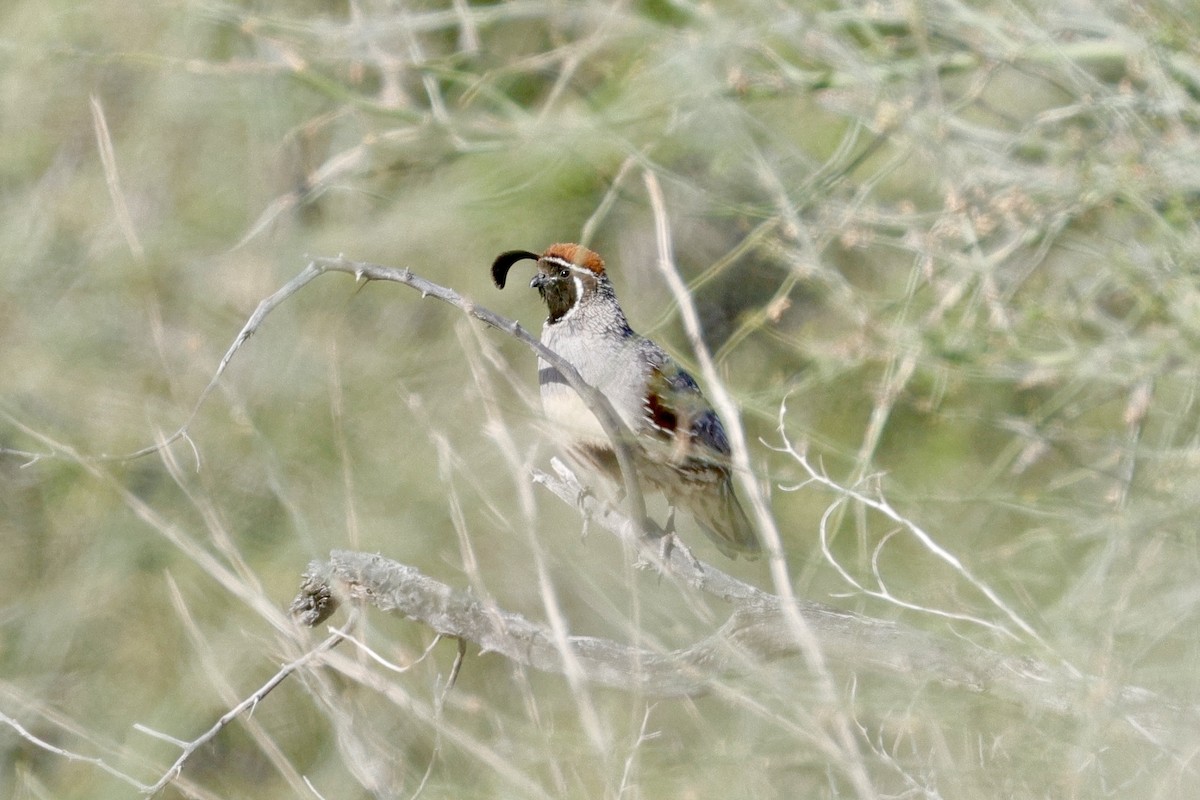 Gambel's Quail - ML618388677