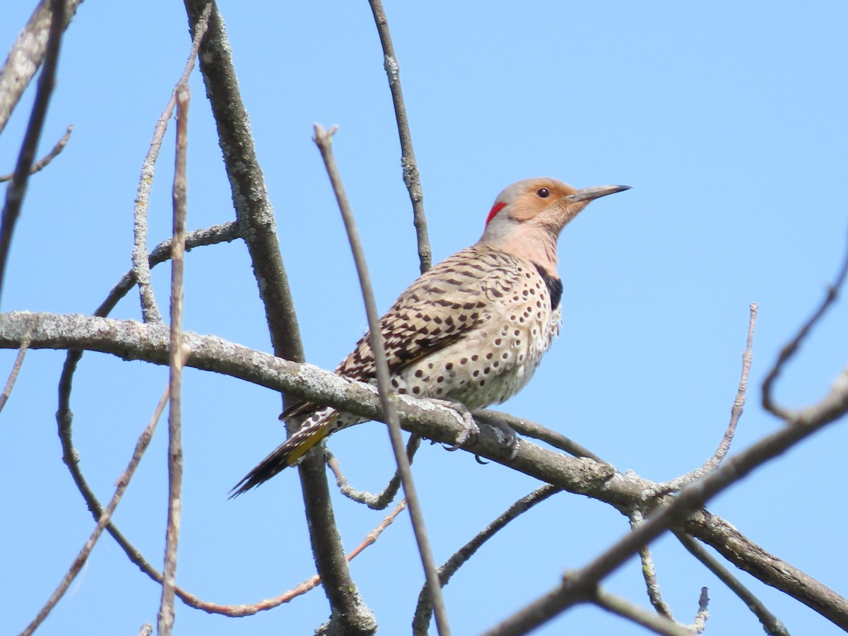 Northern Flicker - Tania Mohacsi