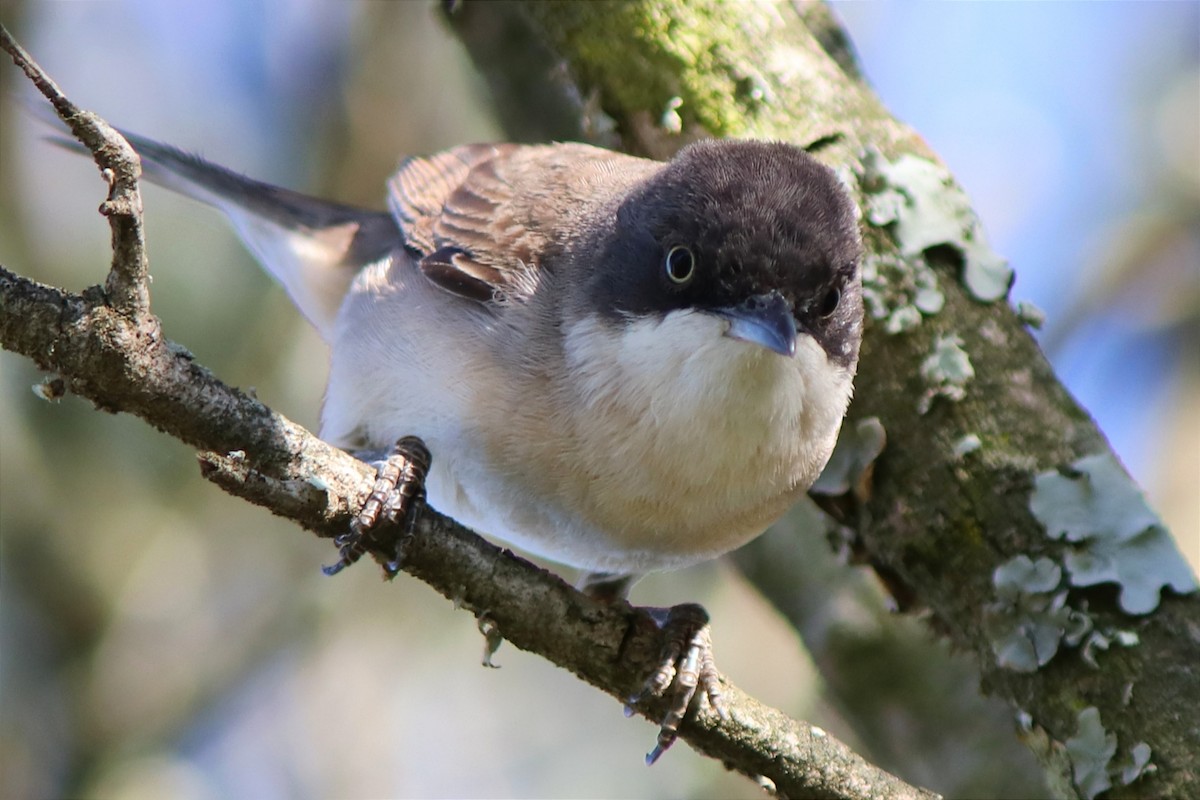 Western Orphean Warbler - Guillermo Piñal