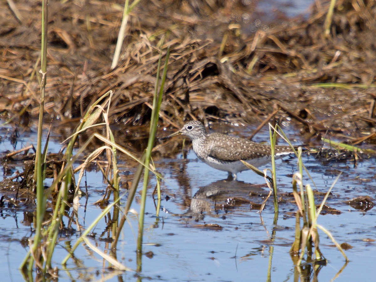 Solitary Sandpiper - ML618388695
