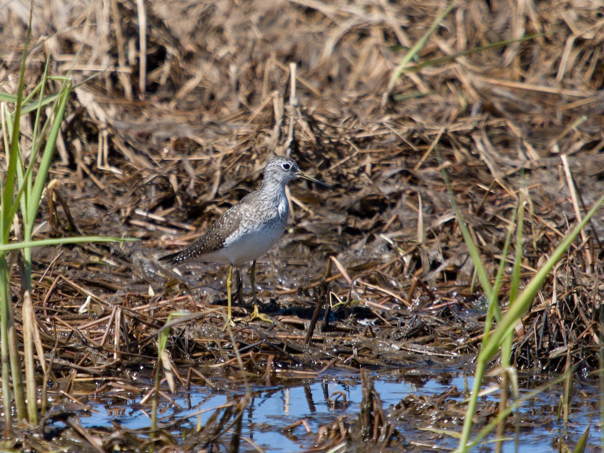 Solitary Sandpiper - ML618388696