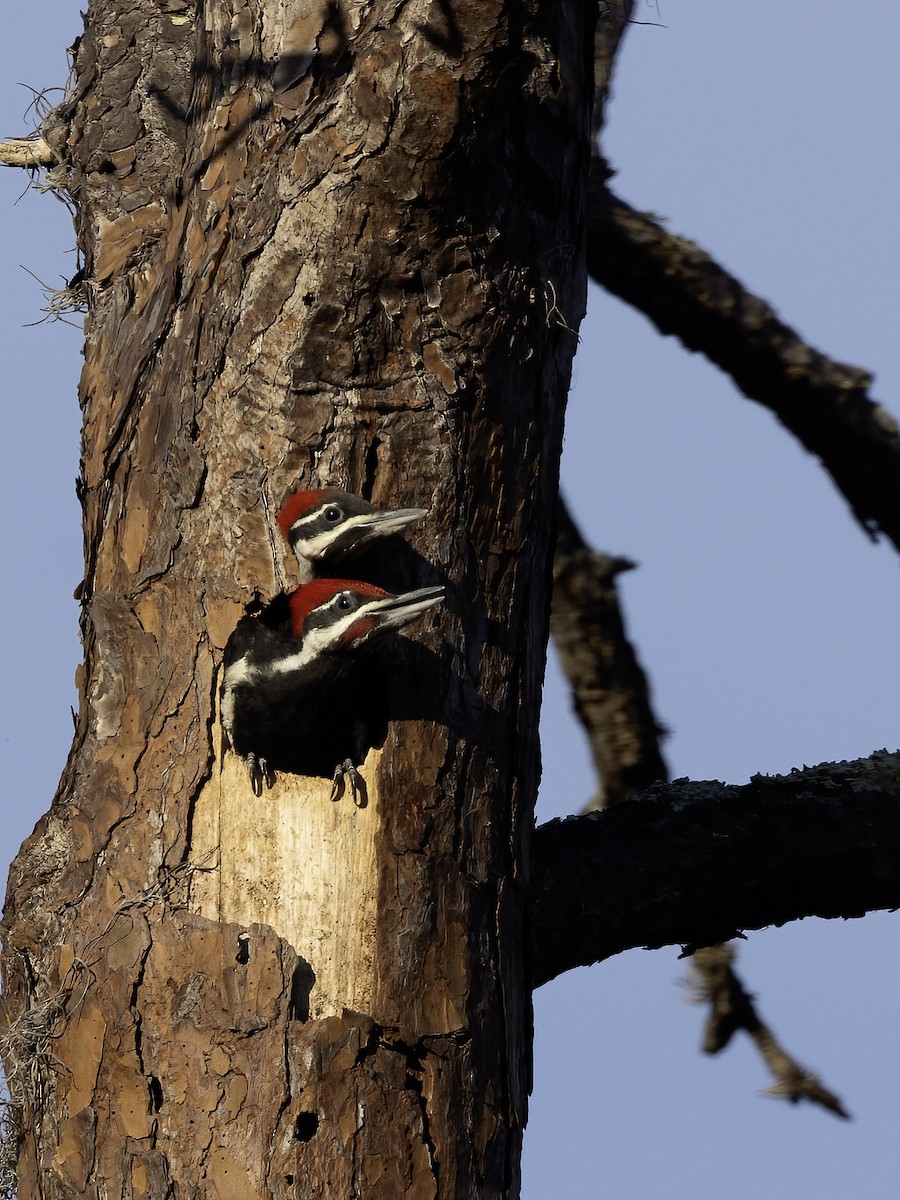 Pileated Woodpecker - Lynette Spence