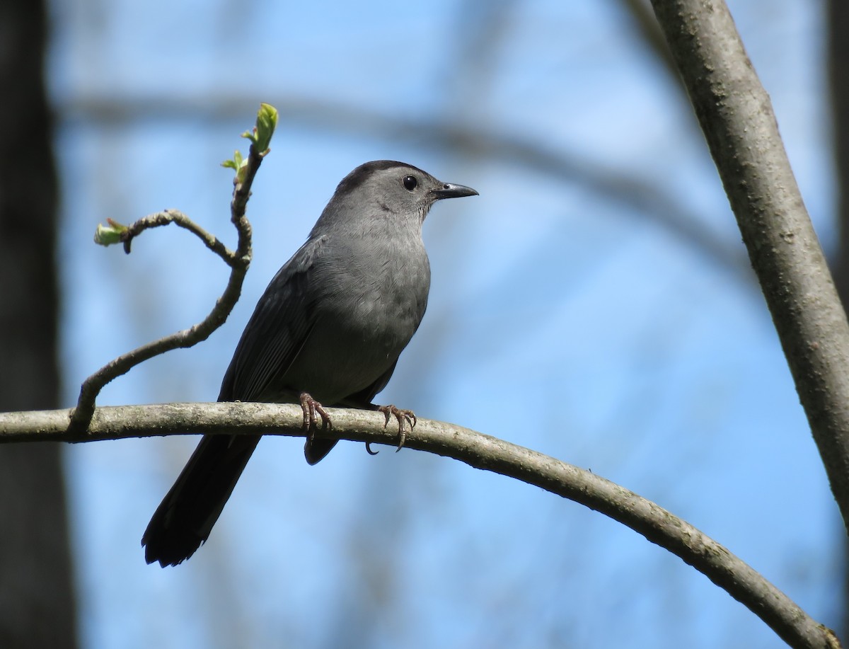 Gray Catbird - ML618388728