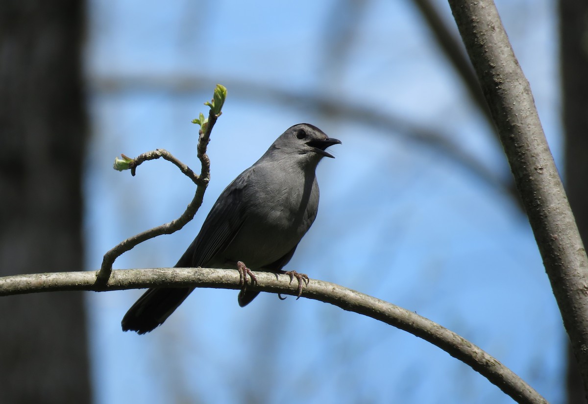 Gray Catbird - ML618388729