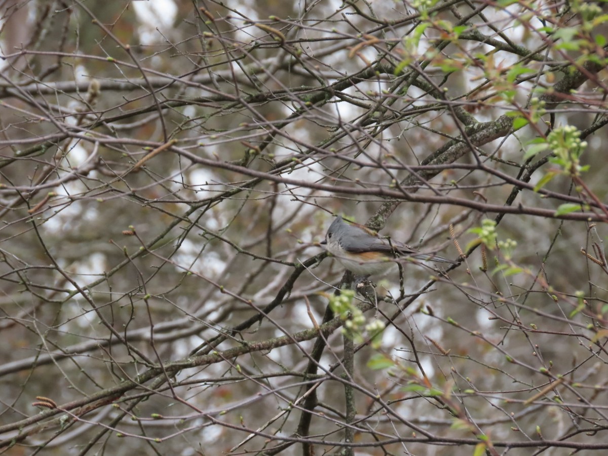 Tufted Titmouse - ML618388735