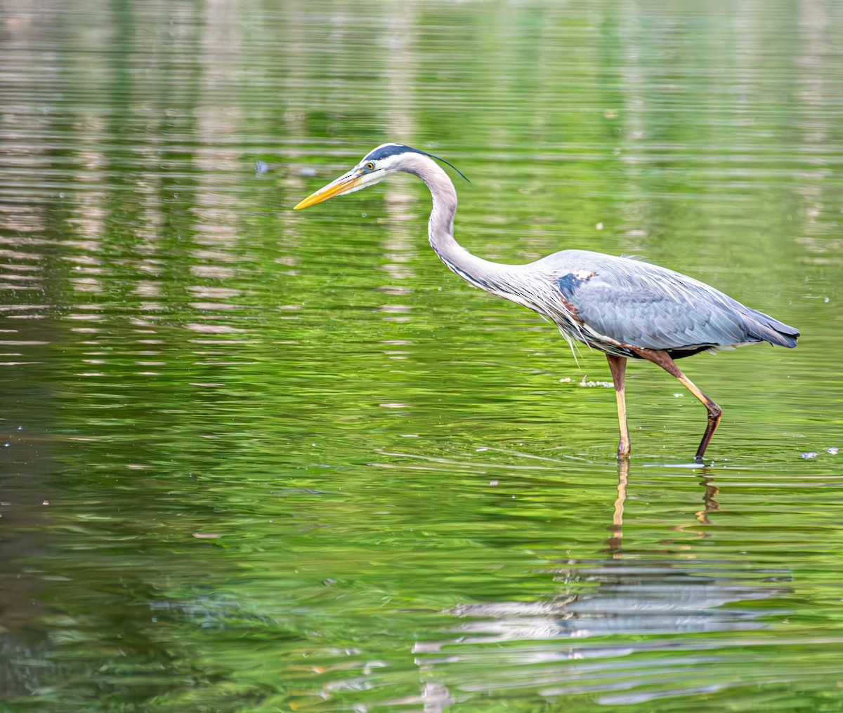 Great Blue Heron - ML618388758