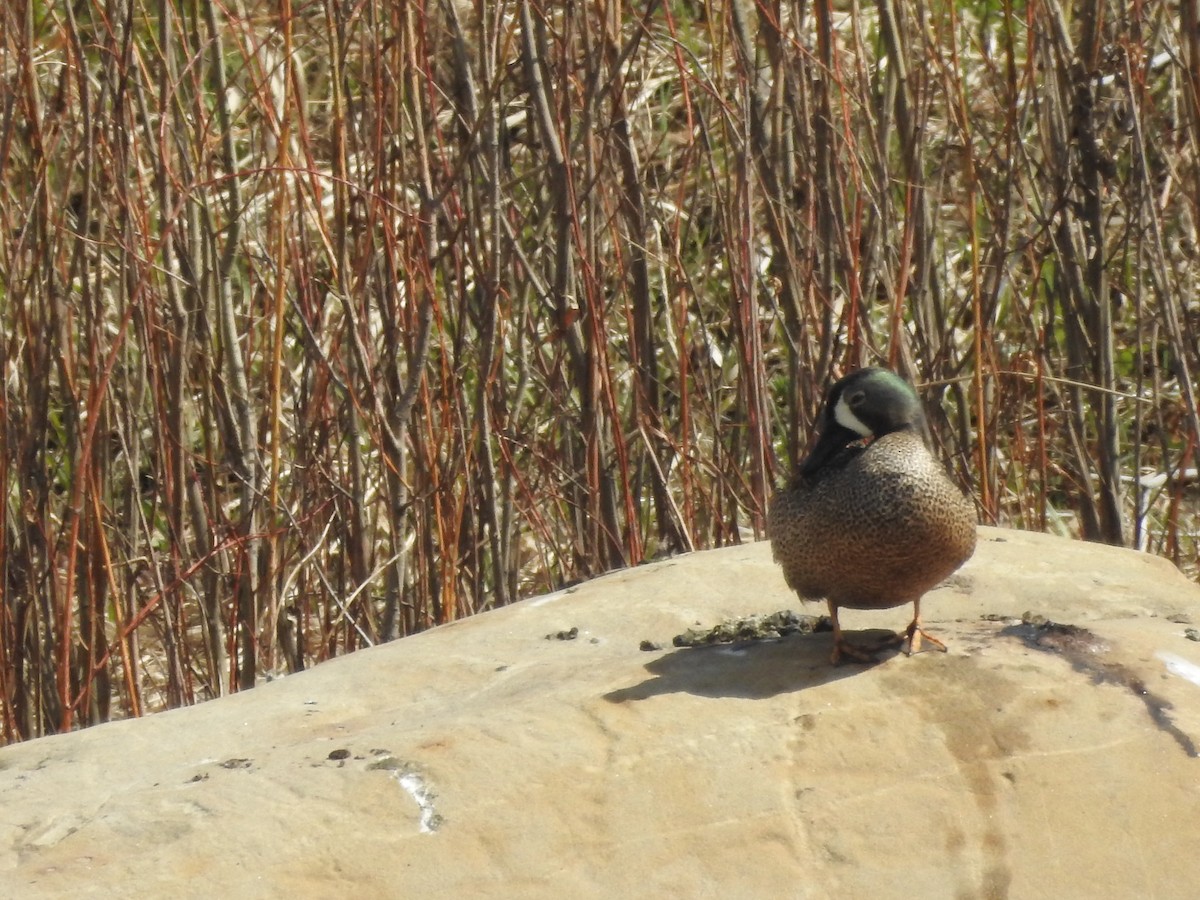 Blue-winged Teal - ML618388777