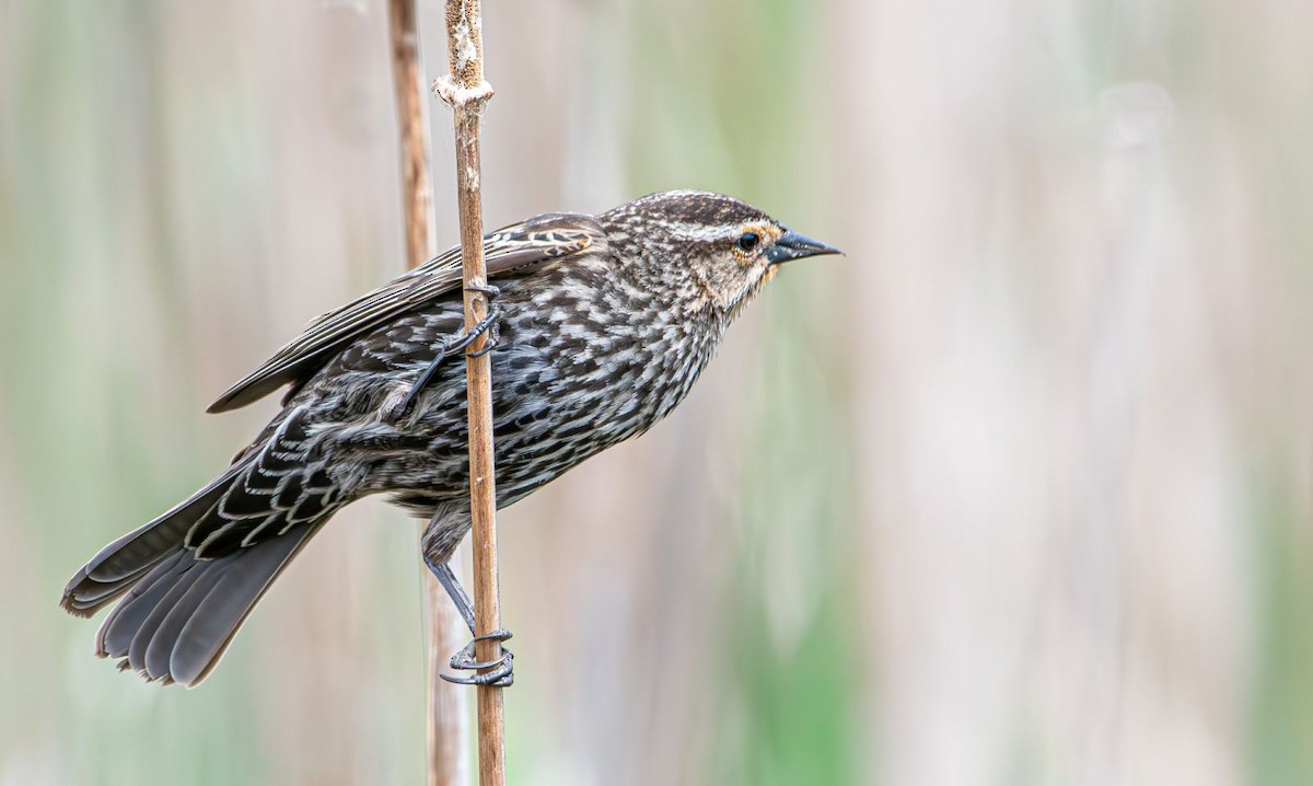 Red-winged Blackbird - Guy DiRoma