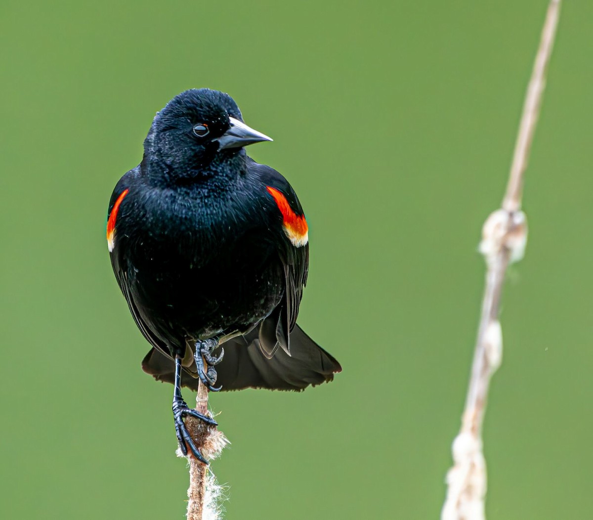 Red-winged Blackbird - ML618388780