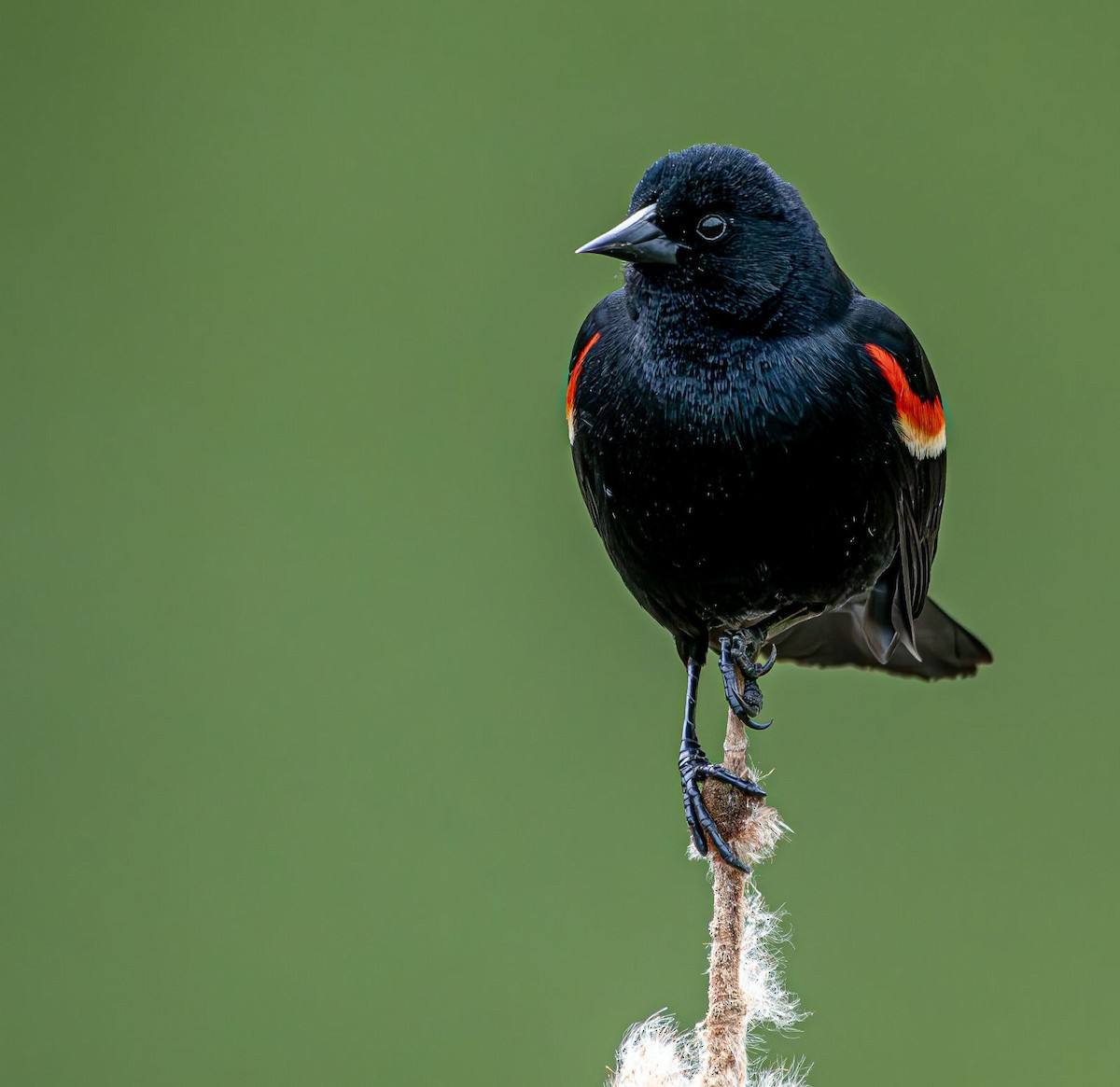 Red-winged Blackbird - Guy DiRoma