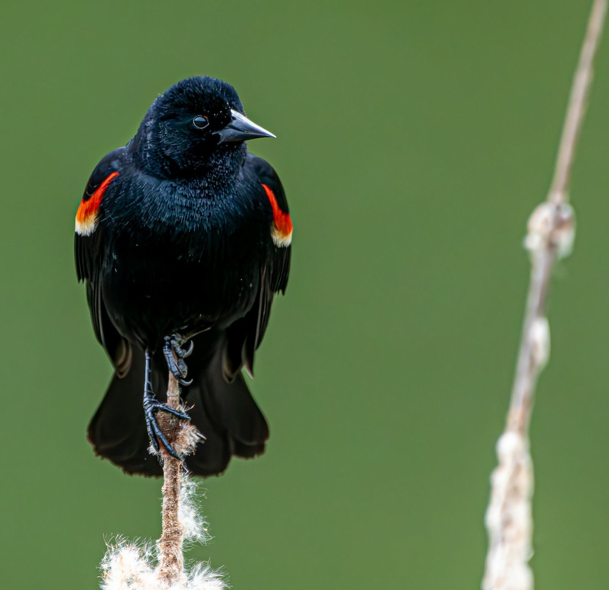 Red-winged Blackbird - Guy DiRoma