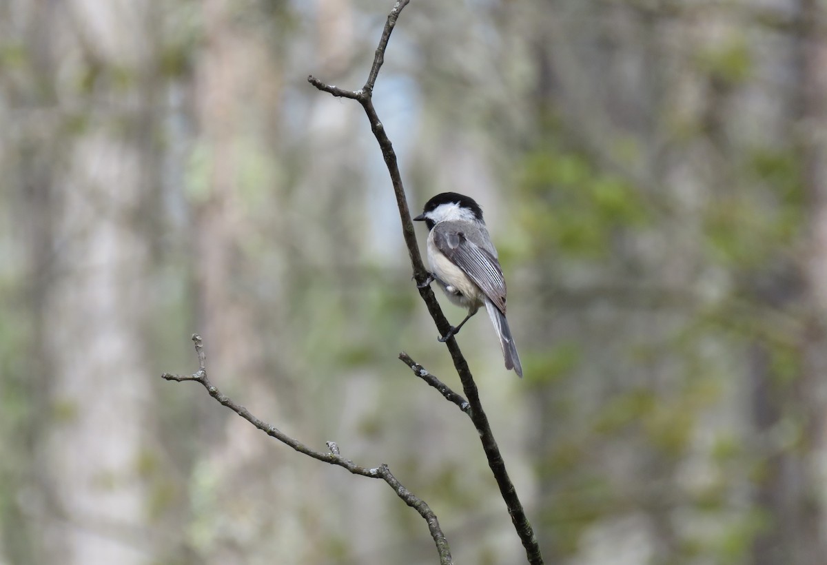 Mésange à tête noire - ML618388789