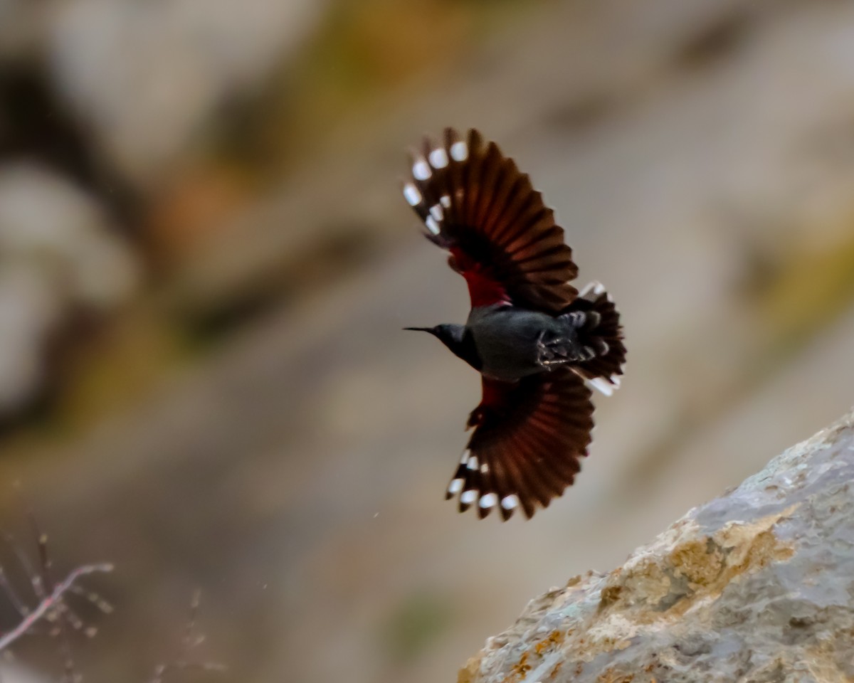 Wallcreeper - Ömer Kilit