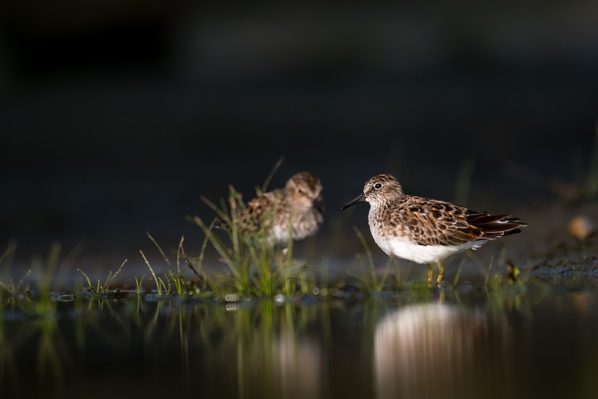 Least Sandpiper - Ian Hearn