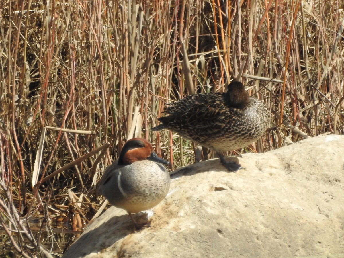 Green-winged Teal - ML618388808