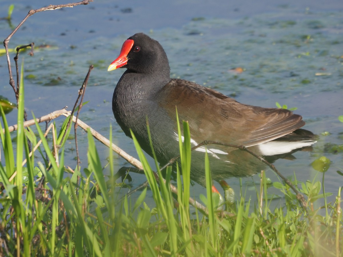 Common Gallinule - ML618388819