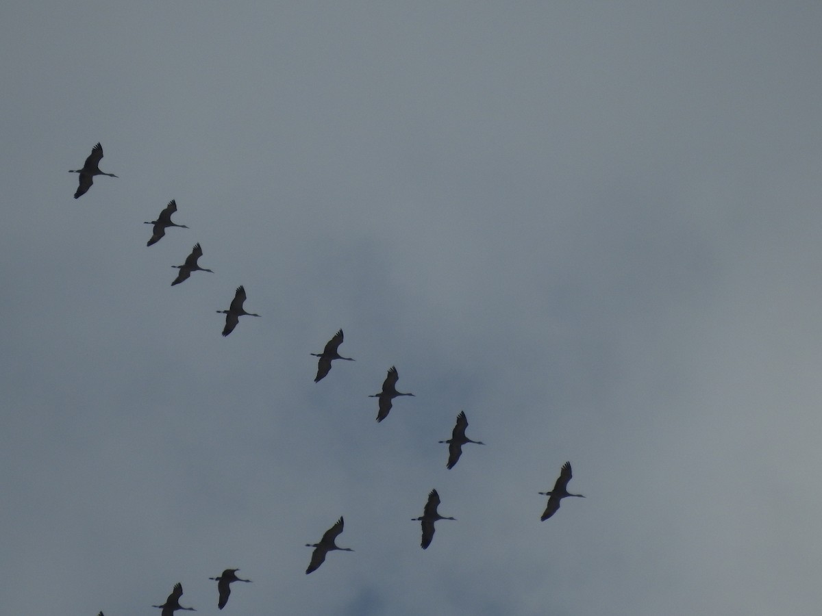 Sandhill Crane - ML618388836