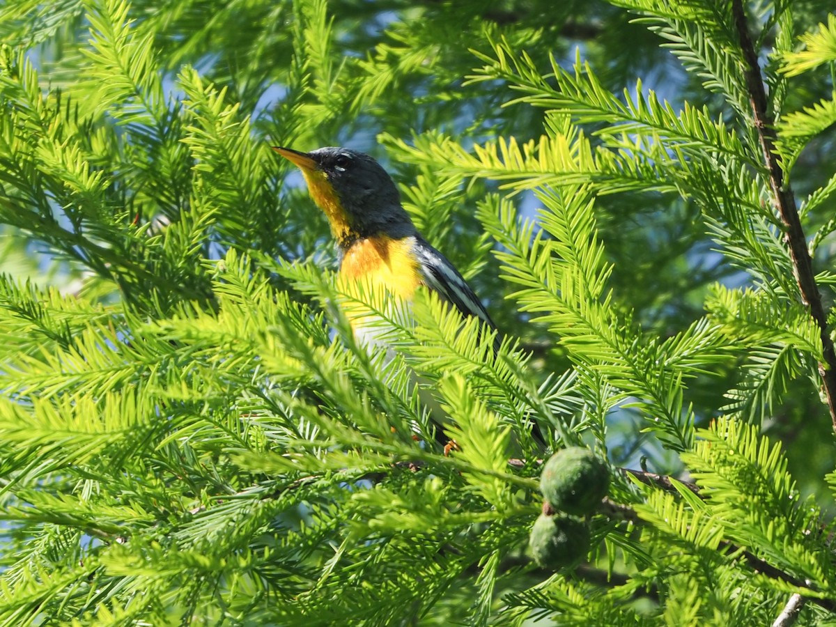 Northern Parula - ML618388848