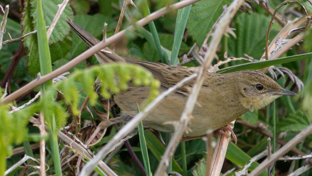 Common Grasshopper Warbler - Javier Alonso Almeida