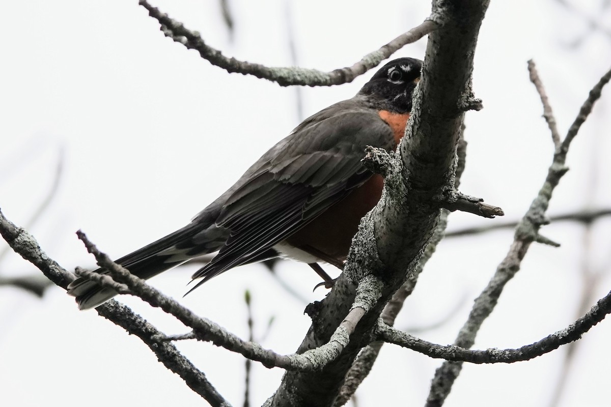 American Robin - ML618388882