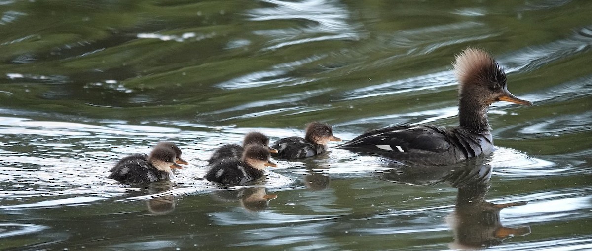 Hooded Merganser - Darlene Betat