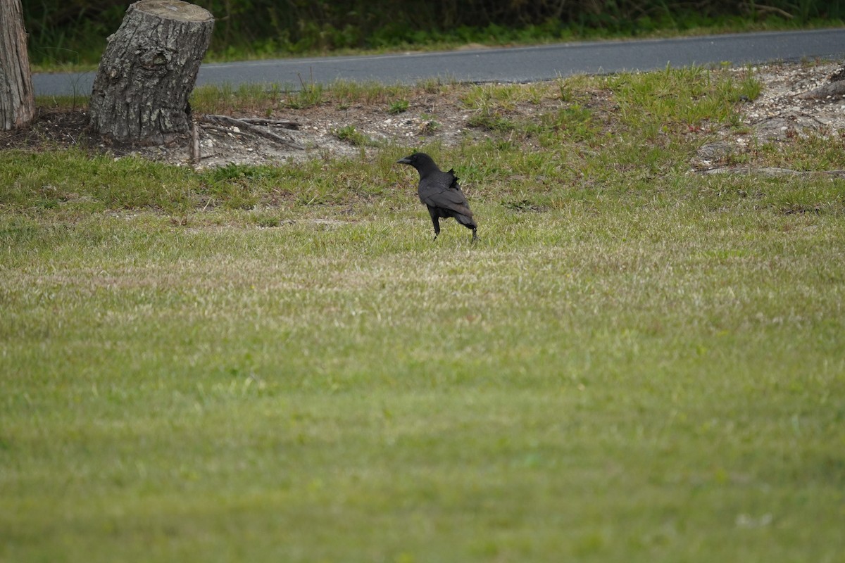 crow sp. - Braydon Leary