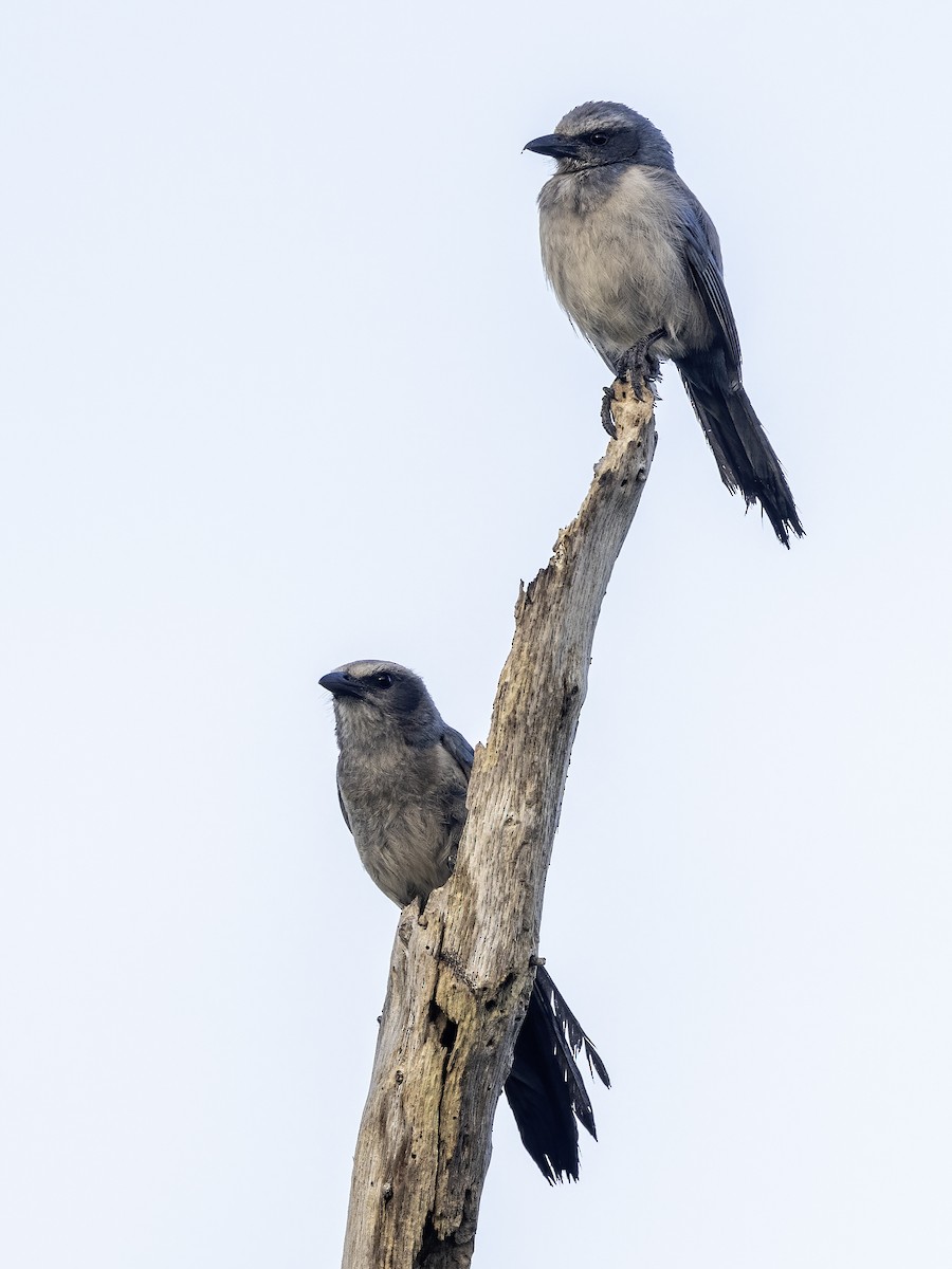 Florida Scrub-Jay - ML618388931