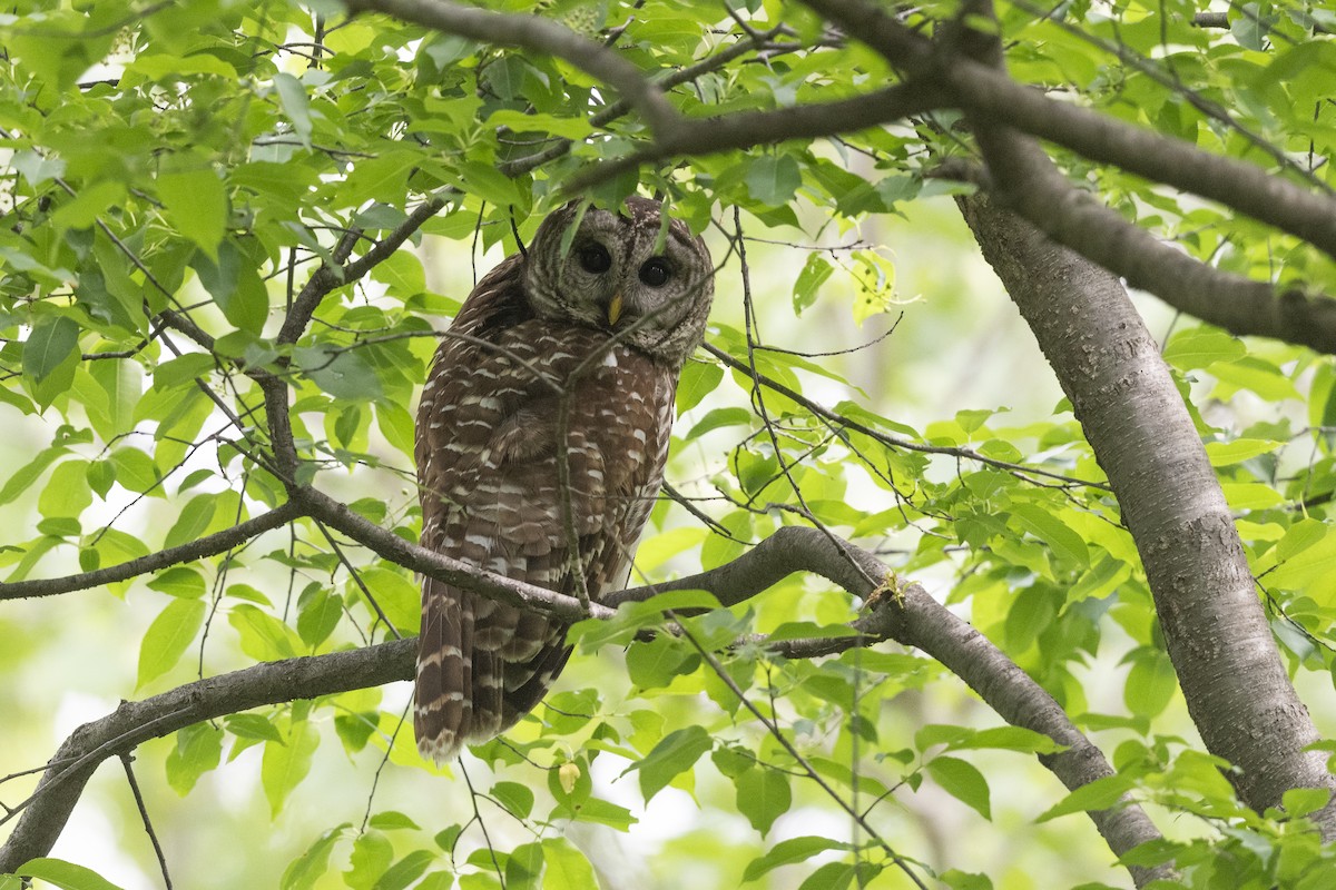 Barred Owl - Mark Schulist