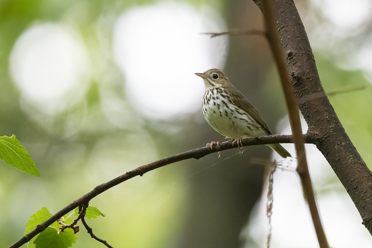 Ovenbird - Mark Schulist