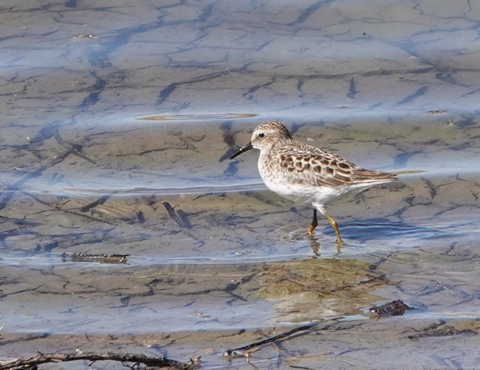 Least Sandpiper - ML618388964