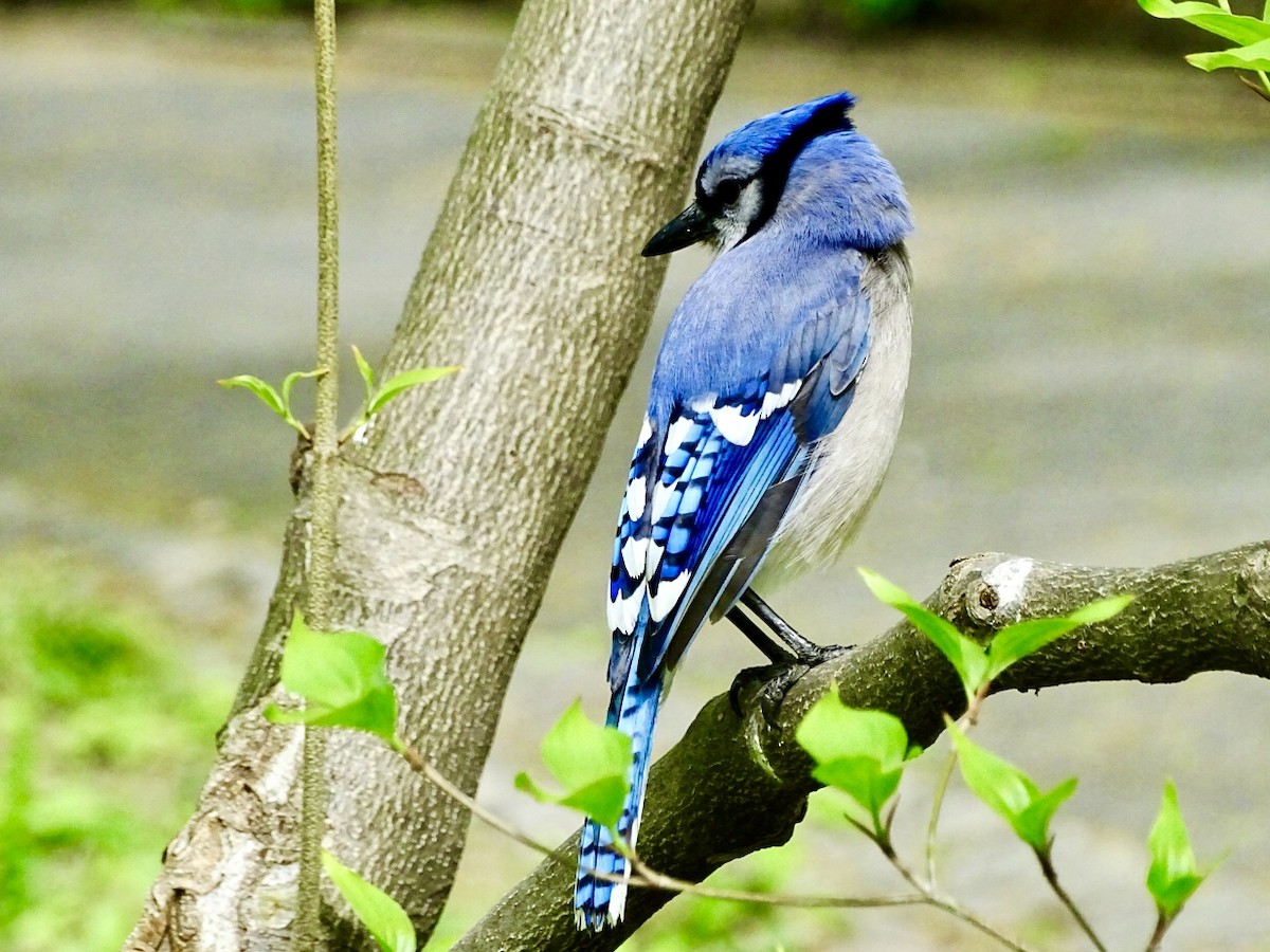 Blue Jay - Janet Wooten