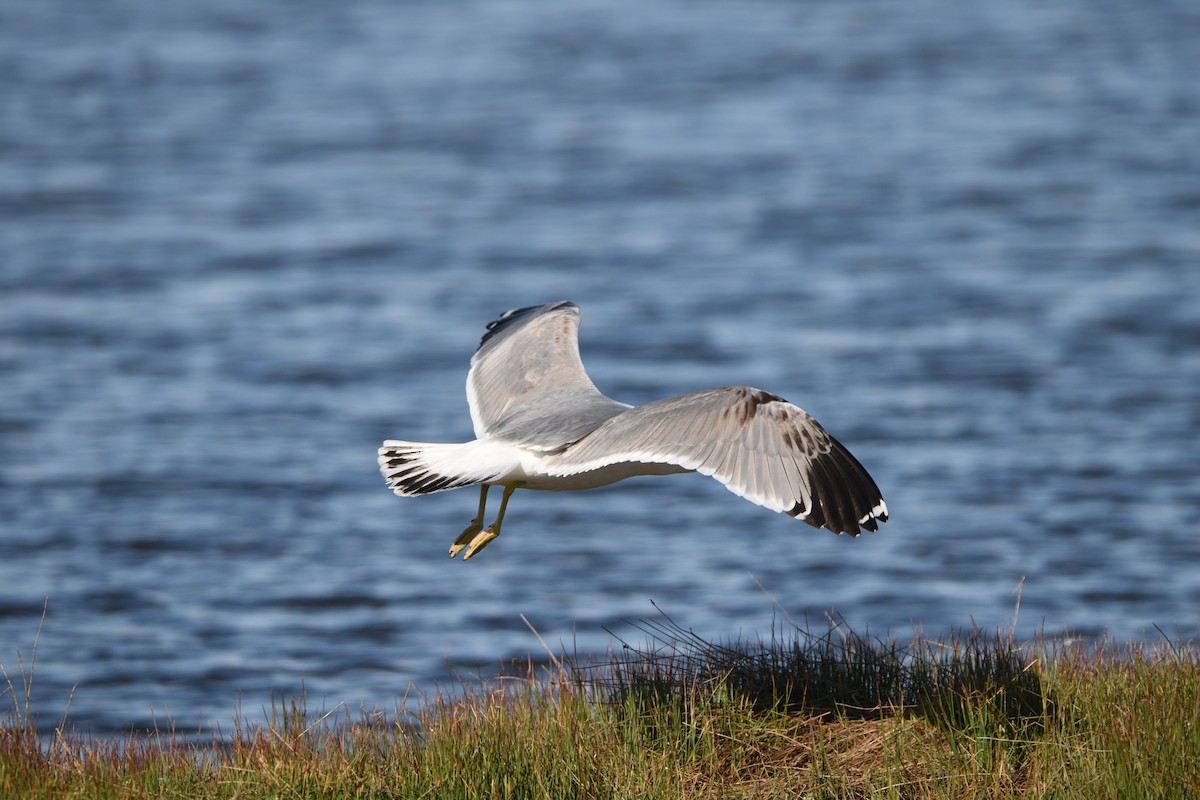 California Gull - Simeon  Rodgers