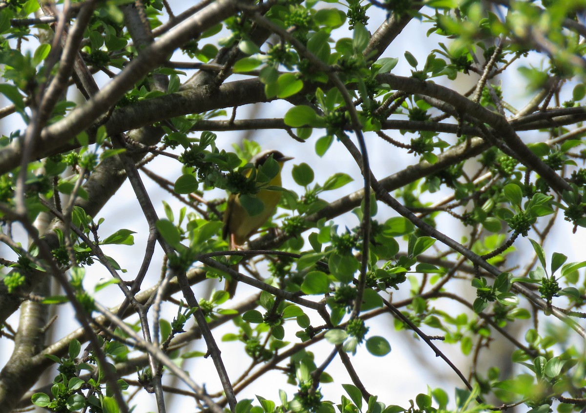 Common Yellowthroat - ML618388992