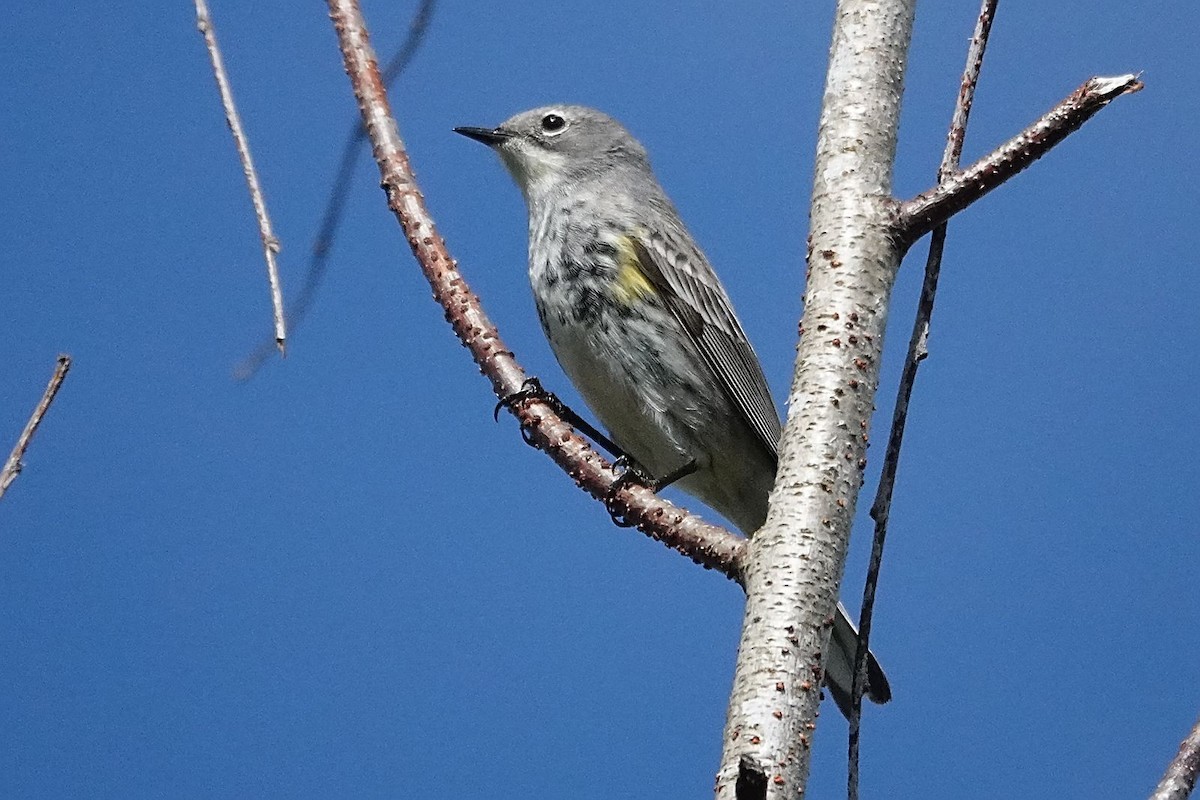 Yellow-rumped Warbler (Myrtle) - Darlene Betat