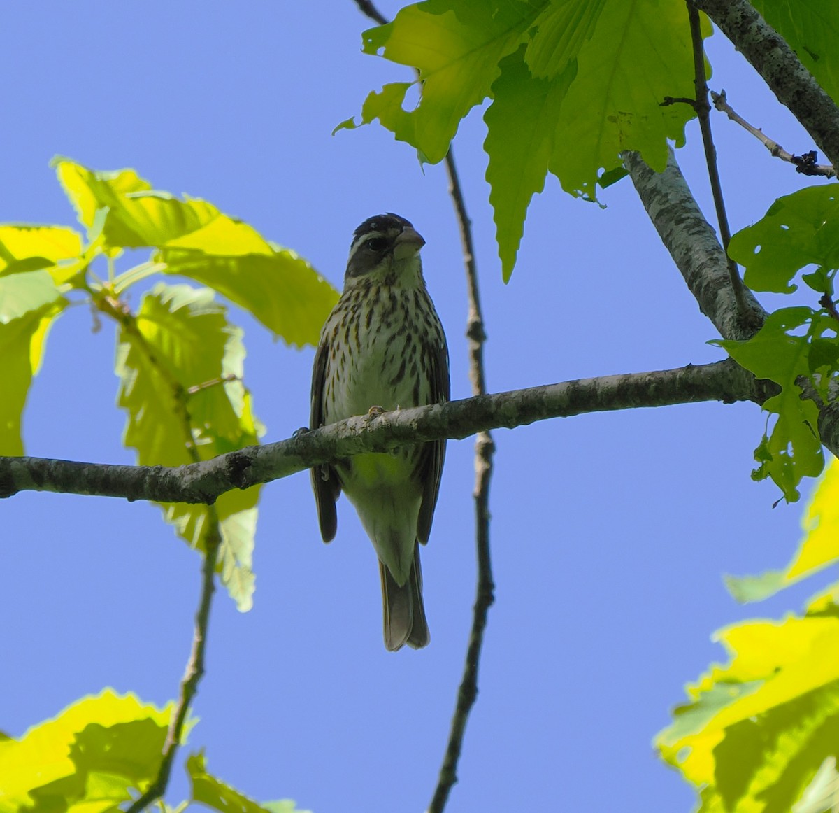 Rose-breasted Grosbeak - ML618389002