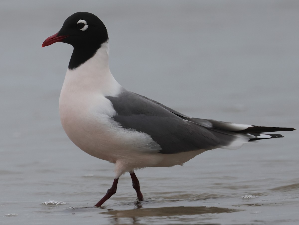 Franklin's Gull - Bill Tweet