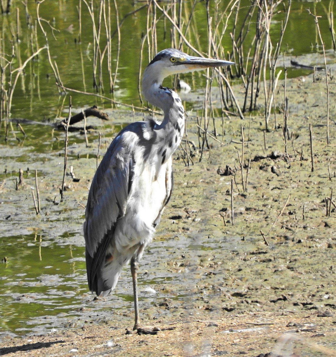 Gray Heron - Miguel Folgado