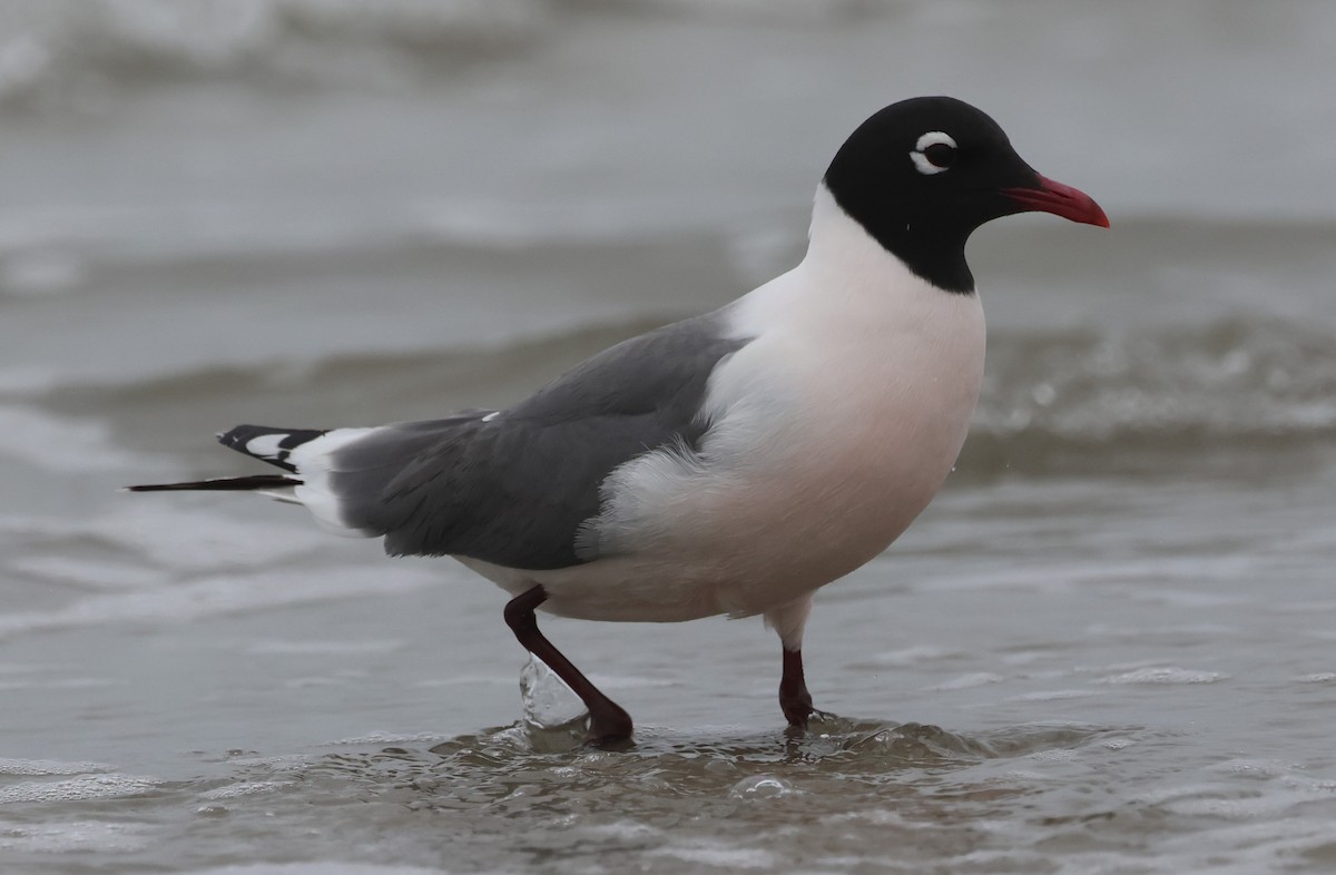 Franklin's Gull - Bill Tweet