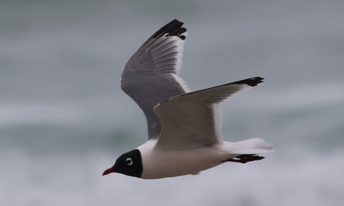 Franklin's Gull - Bill Tweet