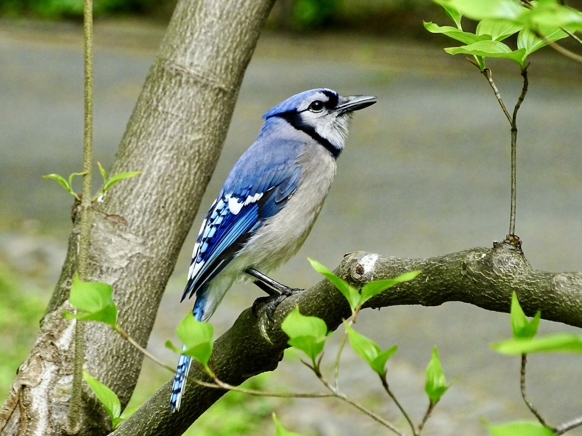 Blue Jay - ML618389083