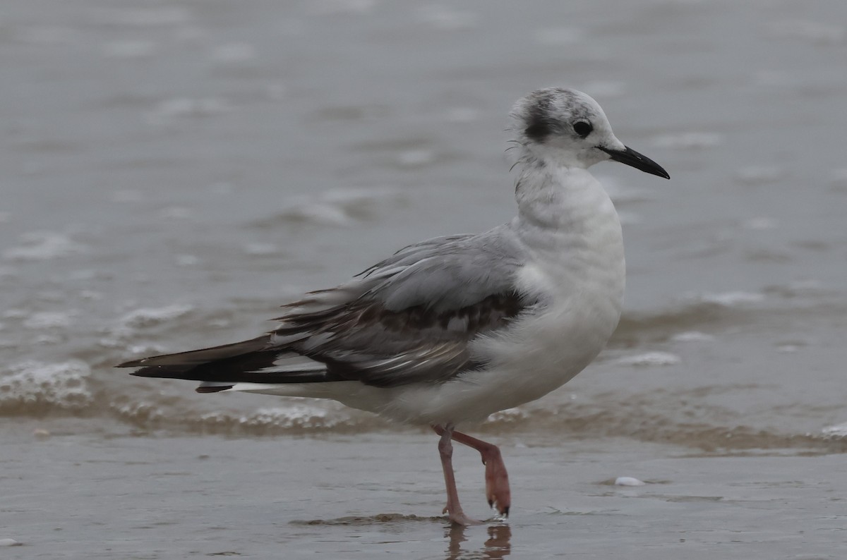 Bonaparte's Gull - ML618389094