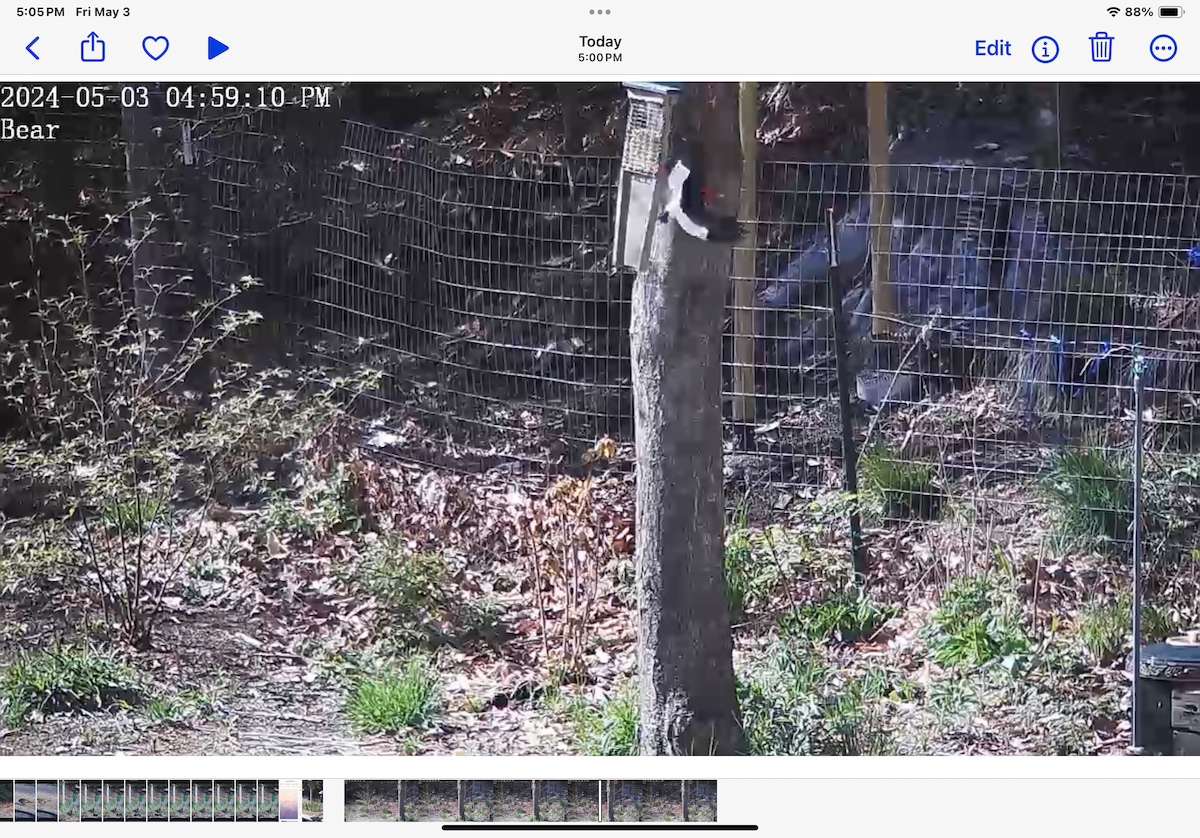 Red-headed Woodpecker - Mary Anne Sgriccia