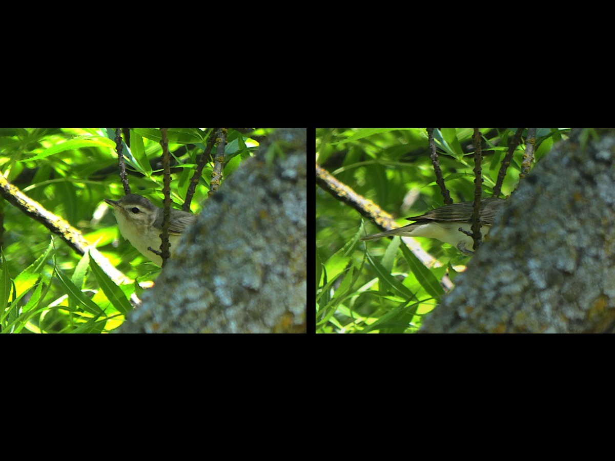 Warbling Vireo - D Krajnovich