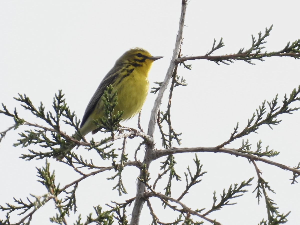 Prairie Warbler - Carol Winckler