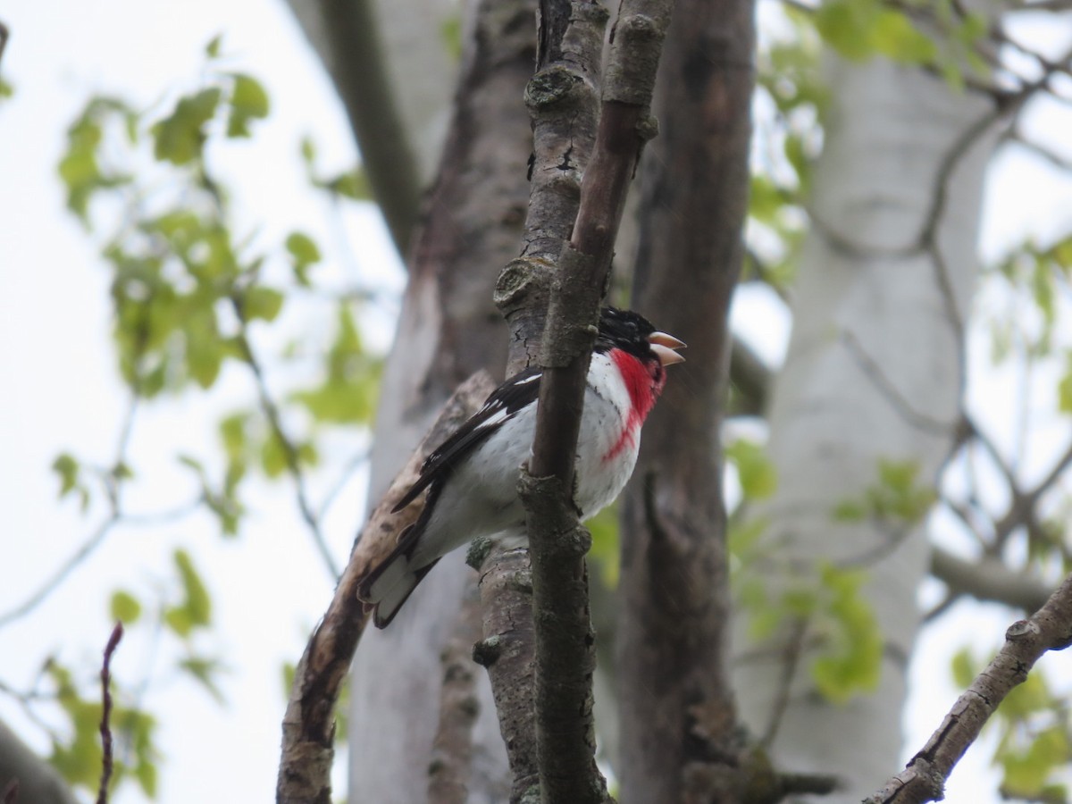 Rose-breasted Grosbeak - Tania Mohacsi