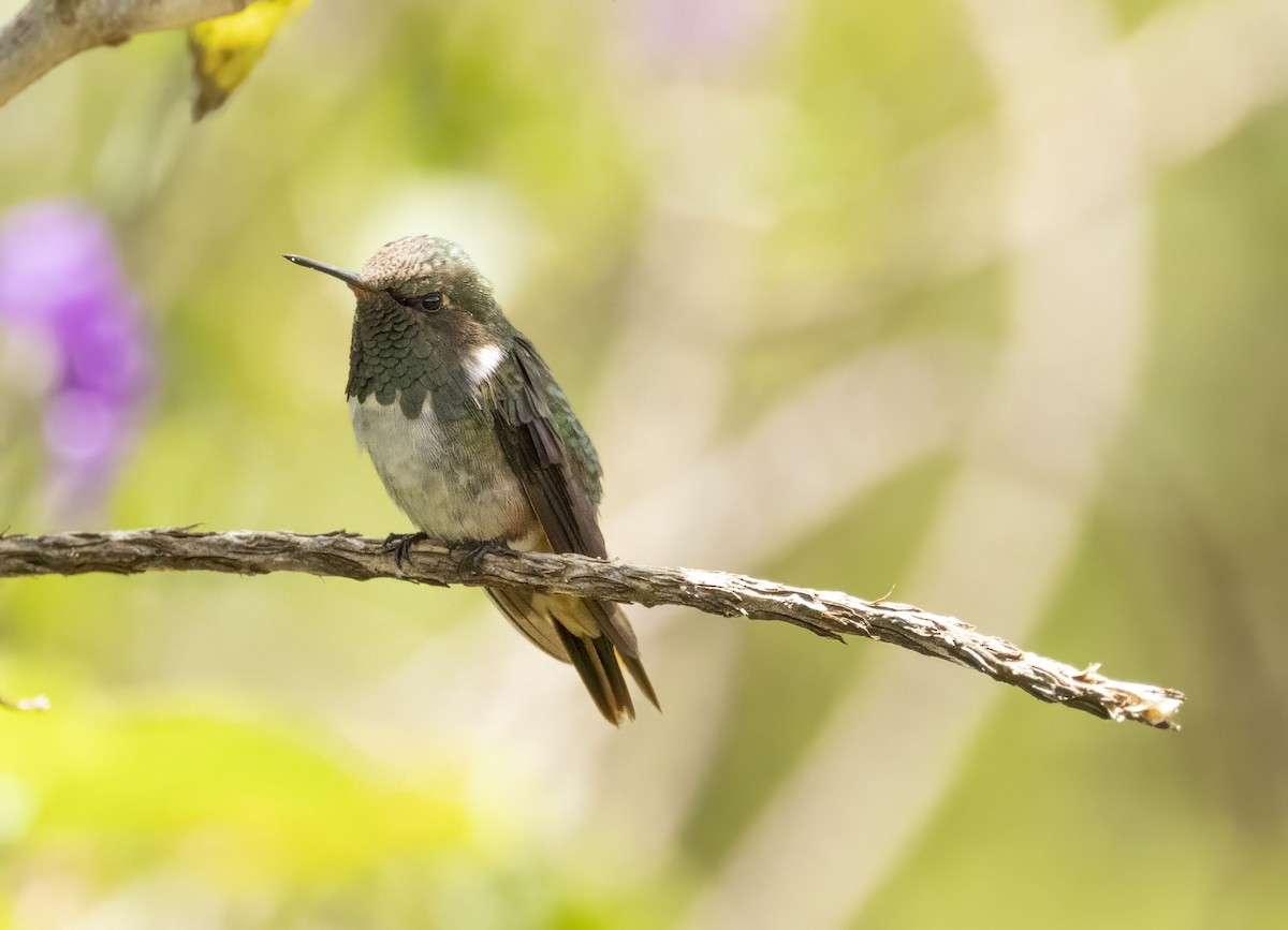 Volcano Hummingbird - Bonnie Graham