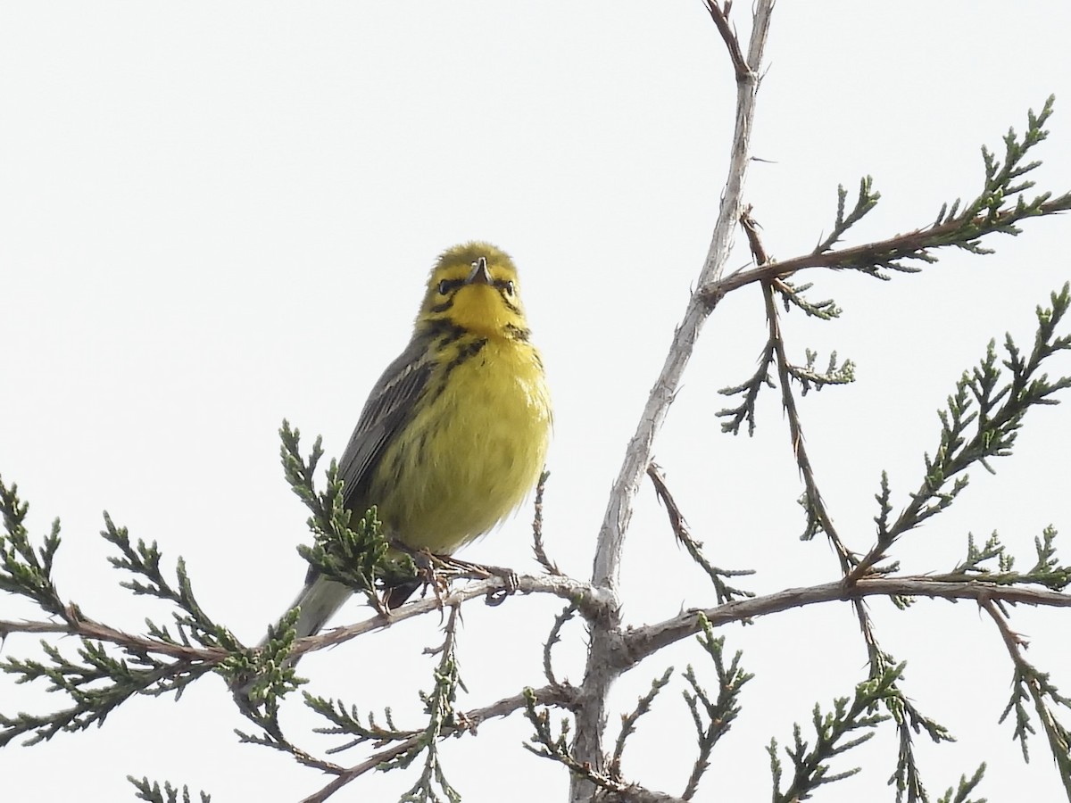 Prairie Warbler - Carol Winckler