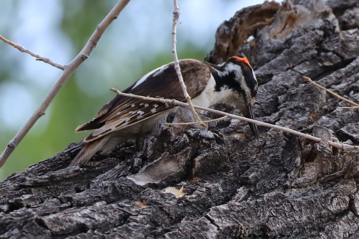 Hairy Woodpecker - Lillian Derwelis